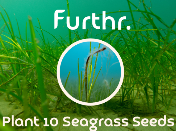 Plant 10 Seagrass Seeds