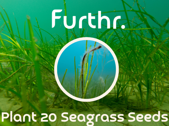 Plant 20 Seagrass Seeds
