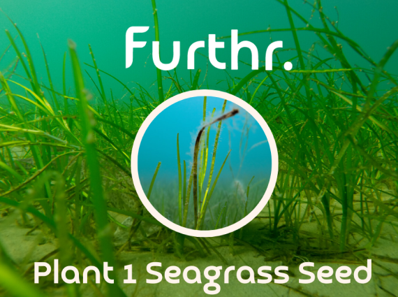 Plant 1 Seagrass Seed