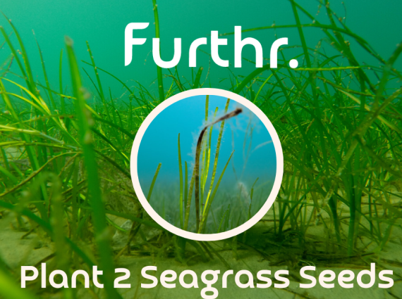 Plant 2 Seagrass Seeds