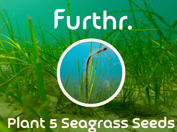 Plant 5 Seagrass Seeds