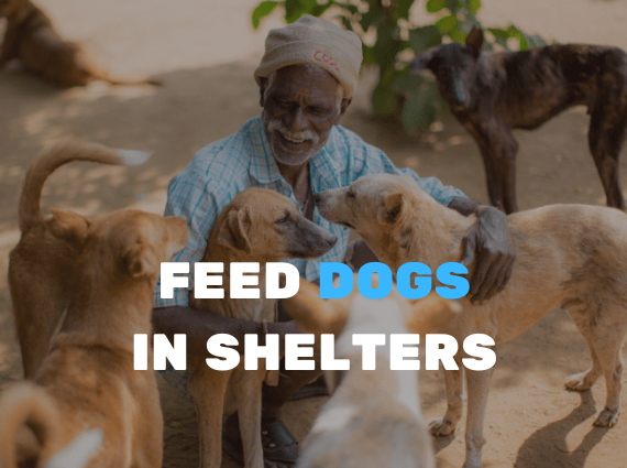 Feed stray dogs in shelters