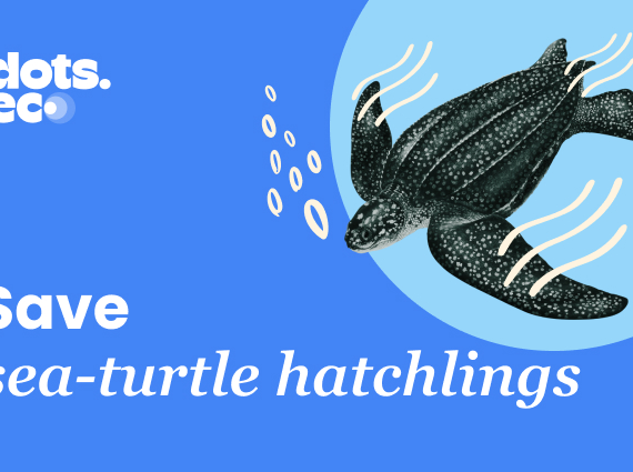 Dots.eco - Save Sea Turtle Hatchlings