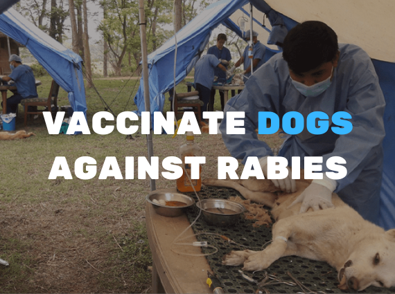 Vaccinate dogs against rabies